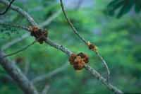 Eradicate the disease from infected plantations and other locations by lopping branches from lightly infected trees Figure 4. Globose galls formed on infected branches. This will not be practical. P.