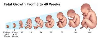 Diagnosis & Treatment of Genetic Disorders 18.1 Until recently, it was very difficult to determine the health of an unborn baby.
