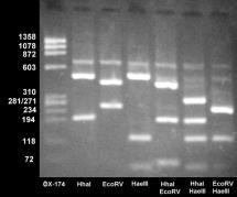 The DNA sample is then broken into a specific pattern of restriction fragments. These fragments are then spliced into bacterial plasmids. This produces a molecule of recombinant DNA.