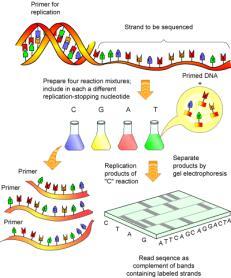 Sequencing DNA Allows us to determine the nucleotide sequence of a DNA fragment. The process which is used to sequence DNA is known as chain termination sequencing.