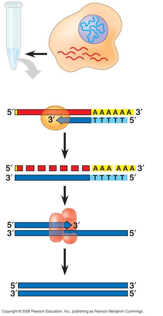 DNA in nucleus mrnas in cytoplasm mrna Reverse transcriptase