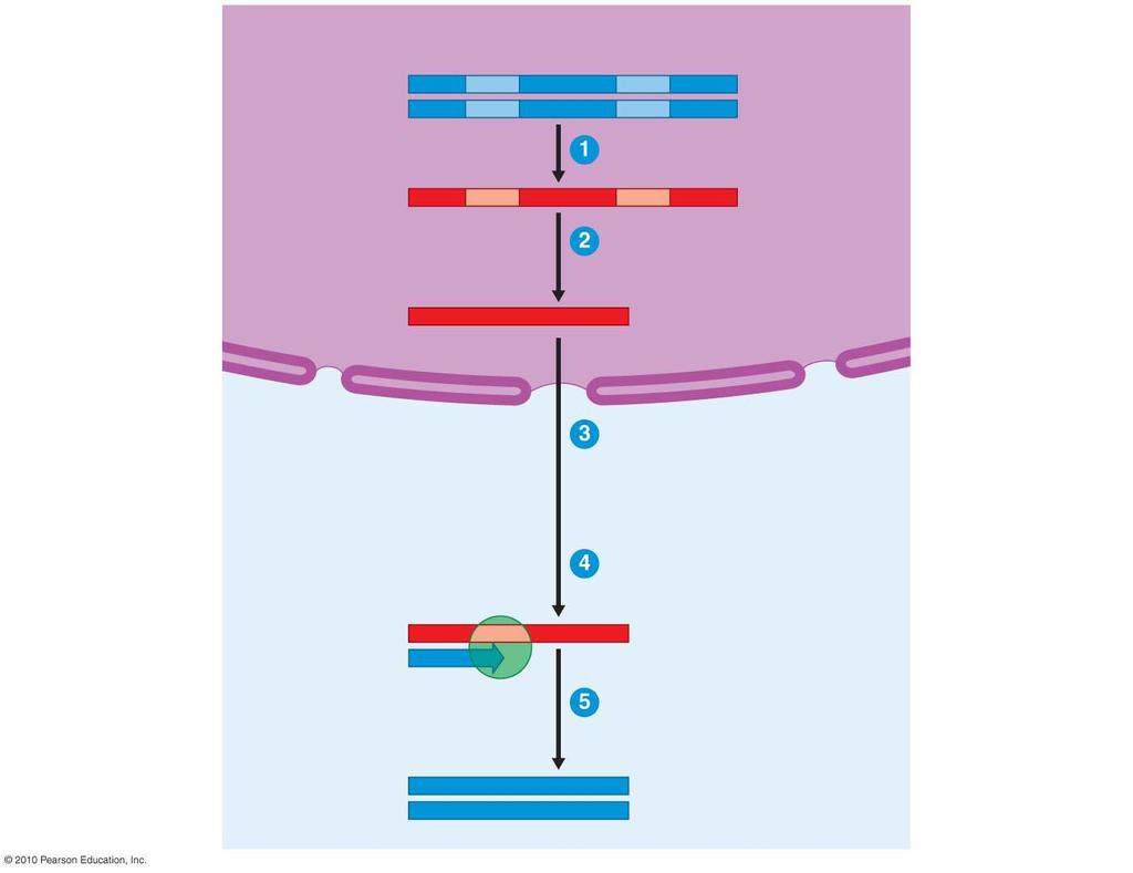 Cell nucleus Exon Intron Exon Intron Exon DNA of eukaryotic gene Transcription RNA transcript Introns removed and exons spliced together mrna Test tube Isolation of mrna from cell and addition