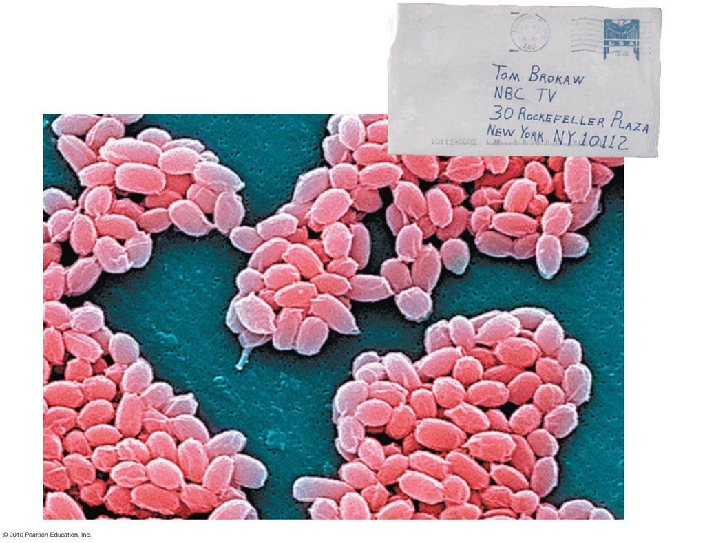 Anthrax spore Envelope