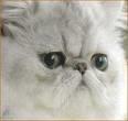 Inbreeding Persian Cat flat face=