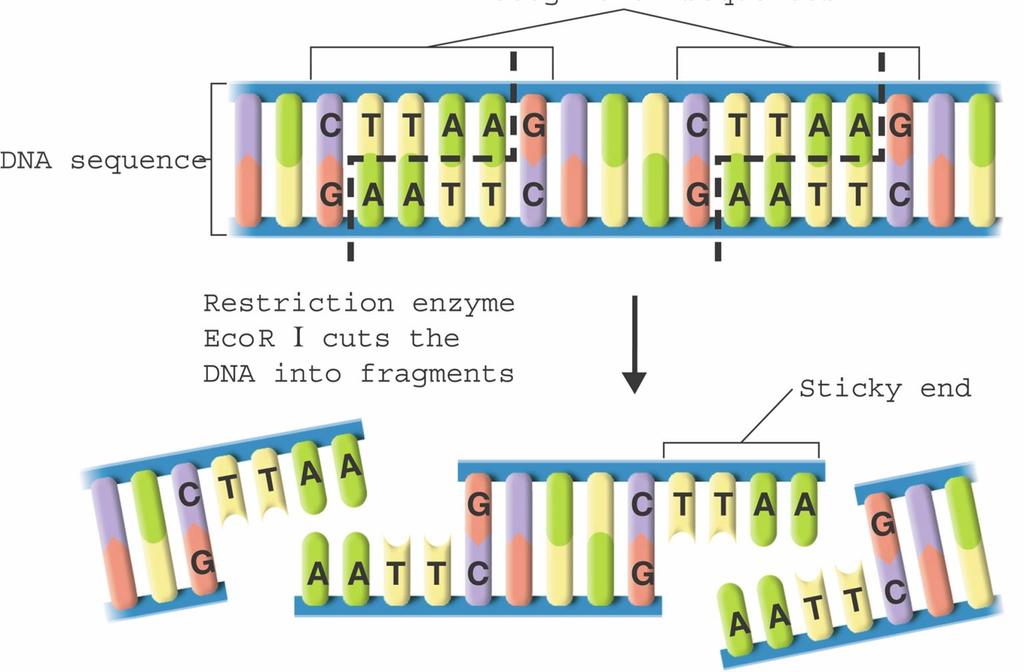 The Tools of Molecular Biology Each restriction enzyme cuts DNA at a specific sequence of