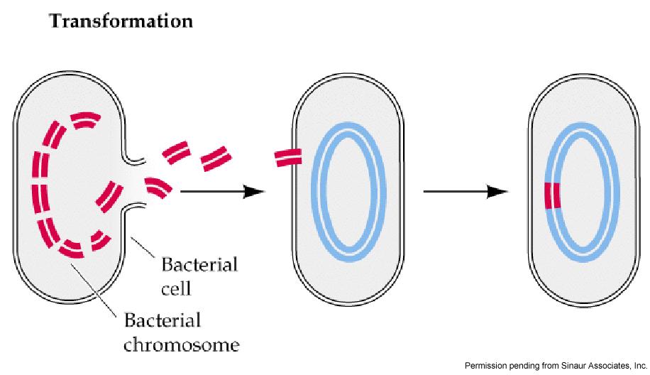 What happens during cell transformation?