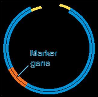 Plasmids are found naturally in some bacteria and have been very useful for DNA