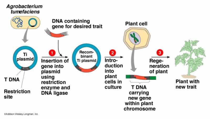 Transforming Plant Cells Ex.
