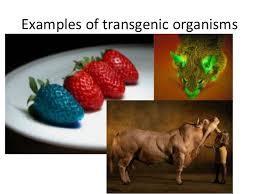 Transgenic Organisms Transgenic Organisms An organism