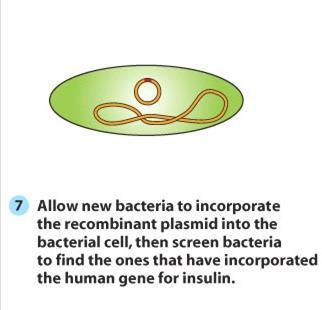 Human Insulin Production by Bacteria Mix