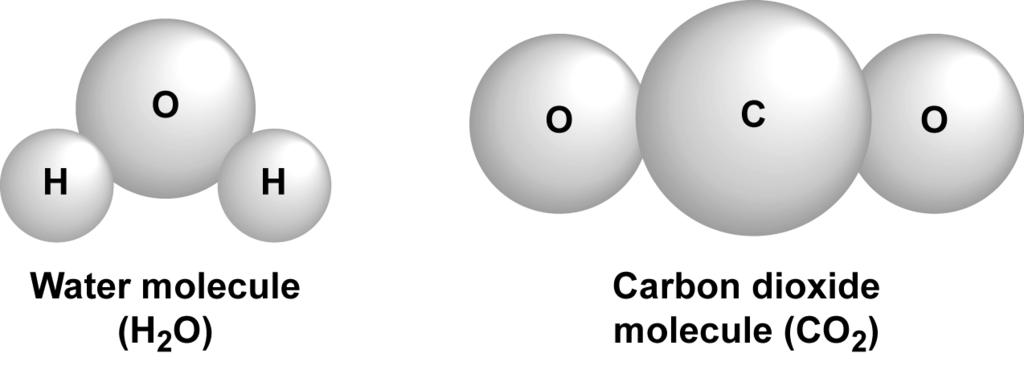20 0 6. 4 Aquaporins are channel proteins that allow the diffusion of water across membranes. One type of aquaporin, called PIP1, can also transport carbon dioxide molecules across membranes.