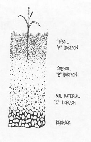 Soils Source: County Soil Survey Constraints Depth to bedrock: how shallow or deep; suitability for development, roads, etc.
