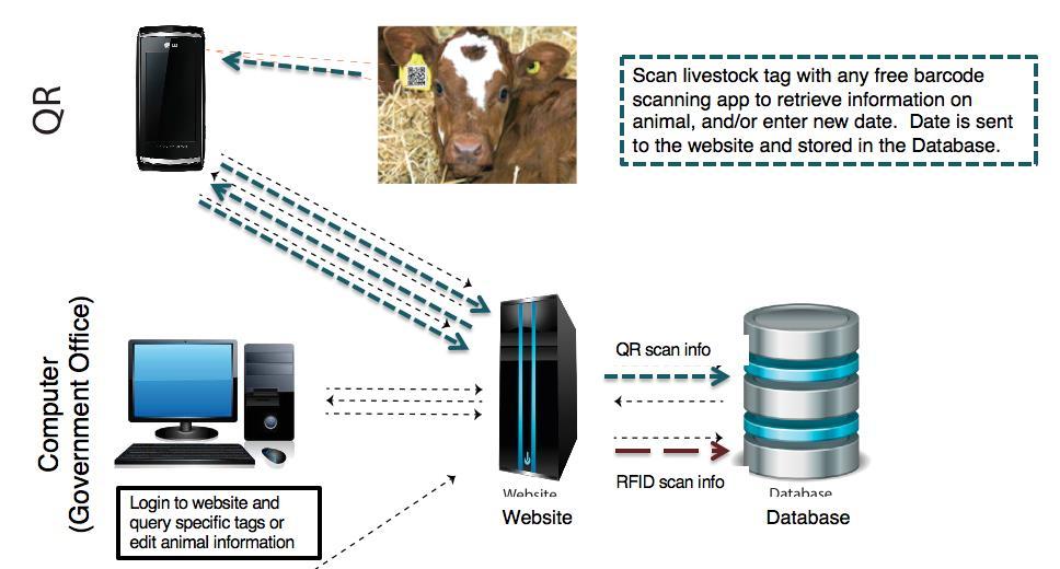 14 LITS Farmer Handbook Figure 9: LITS System Communication Channels 3 LITS TAG APPLICATION 18) Correct tag positioning is key for tag retention, and will provide the least discomfort to the animal.
