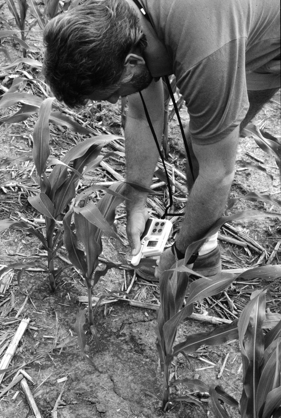 Figure 2. A chlorophyll meter in use. 3. Occasionally you may get readings that are very different from others in the field or that do not seem correct to you.
