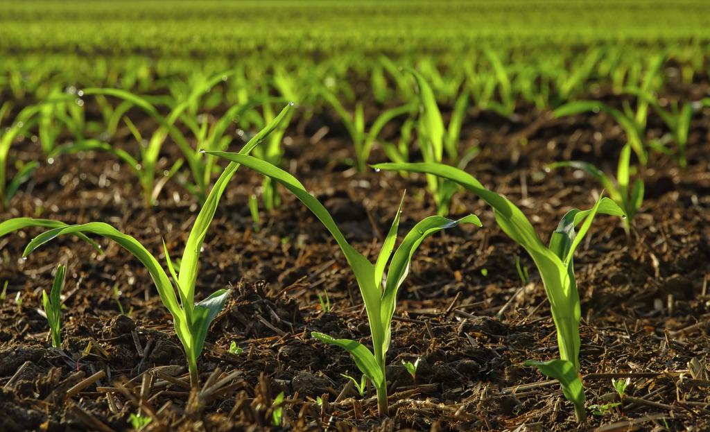 Nitrogen Use in Iowa Corn Production Introduction Nitrogen (N) is an essential element for plant growth and reproduction, and management is critical for optimal yield in Iowa corn production systems.