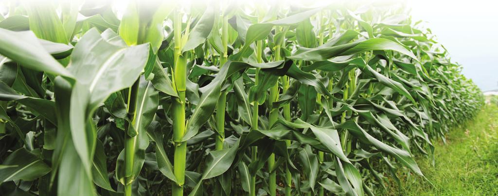 Water Quality Nitrogen application is one of the main determinants of nitrate-n loss to surface and groundwater from corn production.