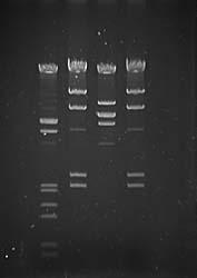 ). Usually, the process includes extracting DNA from the samples, using PCR (polymerase chain reaction) to make millions of copies of DNA, and using gel electrophoresis to analyze variation in DNA