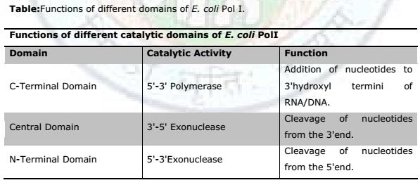 E. coli DNA Polymerase I Different domains of the E. coli PolI are responsible for different catalytic activities.