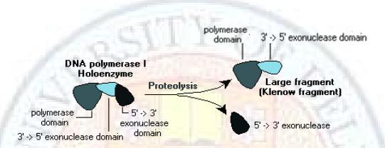 Klenow fragment If the E. coli Pol I holoenzyme is treated with amild protease, it results in the formation of two fragments.
