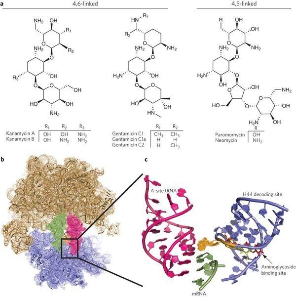 Aminoglycoside Ribosomal Interaction Well defined molecular interaction with helix 44 Role in stabilization of trna binding at Site A Optimizing scaffold by altering interaction with prokaryotic and