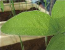 AJIFOL, which is a spray fertilizer for use on the leaves of plants to help them absorb nutrients, is an example of the Group s high-value-added co-products.