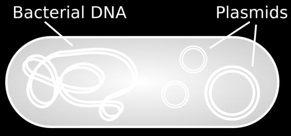 These are bacterial circular DNA that is not part of the main