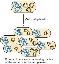 Cell clones