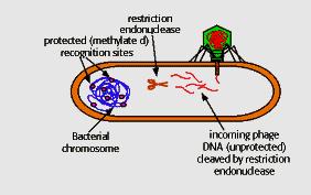 Biological purpose of restriction endonucleases