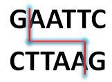 Types of cleavages Restriction enzymes cut DNA in two different ways: Blunt: enzymes cut at the same position on both strands giving a blunt ended fragments.