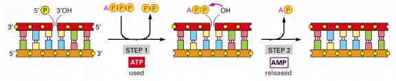 It catalyzes the formation of 3 5 phosphodiester