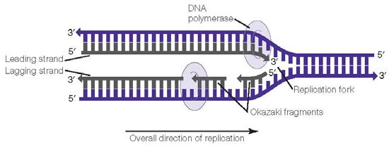 DNA Replication OP5 - GTAGCTCGCTGAT - 3 OH OH3 - CATCGAGCGACTA - 5 OP The two strands of the resulting double helix are antiparallel.