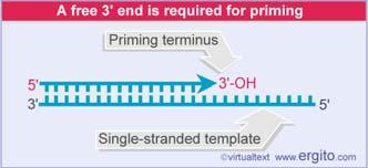 All DNA polymerases require a primer with a free 3 OH. Start new RNA chain de novo.