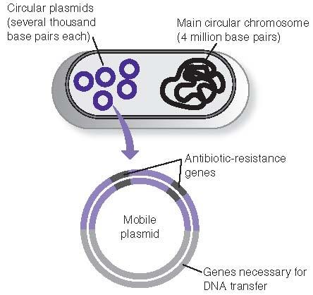 Plasmids Plasmids are used to move genes from cell to cell.