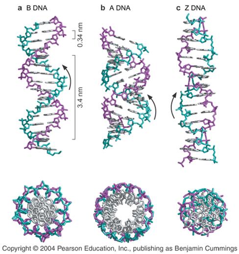 DNA is usually a right handed double helix The double helix exists in multiple conformations B DNA Physiological