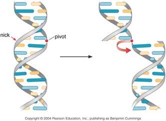 Covalently closed, circular DNA (cccdna) Because there are no interruptions in either polynucleotide chain, the two strands of cccdna cannot be separated from each other without the breaking of