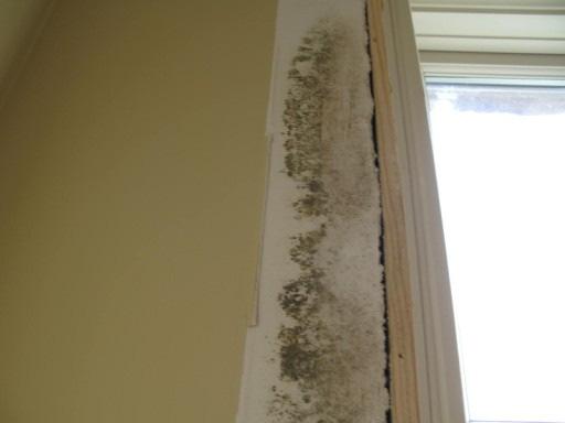 Shortly after the homeowners moved in, suspect fungal growth appeared on the interior surfaces of the exterior walls at gypsum board and wood paneled wall surfaces.
