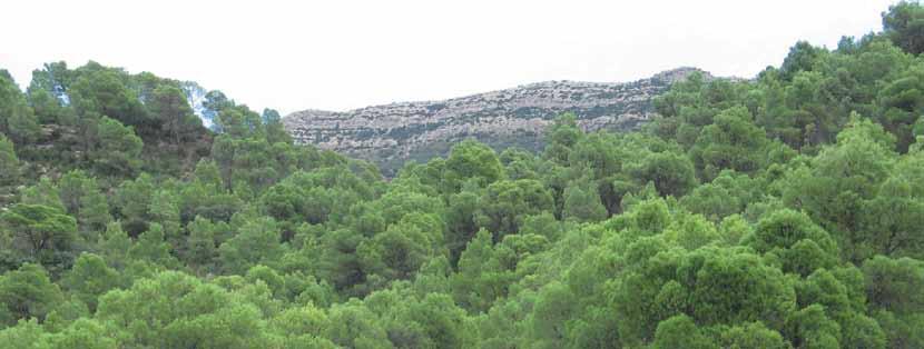 STRATEGIC FRAMEWORK ON MEDITERRANEAN FORESTS Rationale Forests and other wooded lands are highly integrated into Mediterranean landscapes.