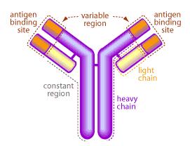 Antibody Structure Antibody classes are IgG, A, M, E, & D IgG IgA IgM 6-16 g/l 0.6-4 g/l 0.5-3 g/l IgG has a molecular weight 160,000 Daltons Antibody binding to epitope.