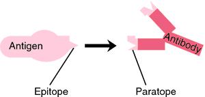 The paratope is the area of the immunoglobulin molecule that interacts specifically with the epitope.