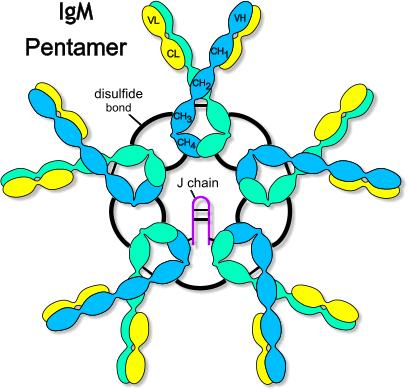 Pentameric IgM contains the J chain five IgM monomers linked together via disulfide