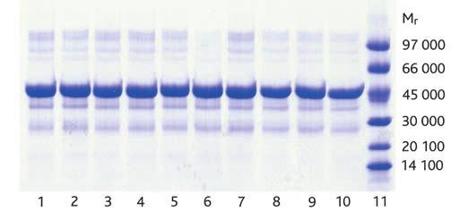 To check the stability of the medium and the reproducibility of purification, E.
