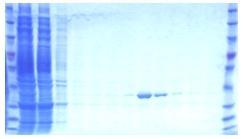 GFP fusion protein analysis with SDS-PAGE and Western blotting Individual column fractions corresponding to different experimental steps were analyzed using SDS- PAGE and Western blotting.