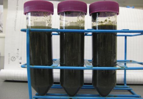 Fractionation Water + Seaweed T: 120-160