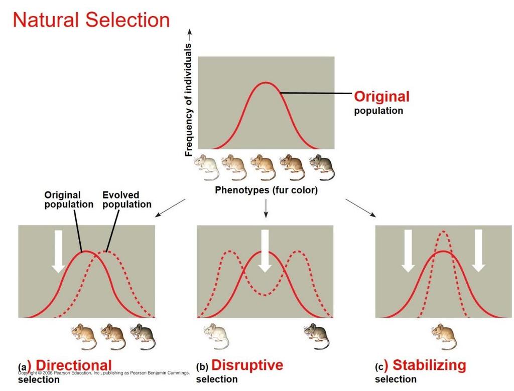 Directional, Disruptive, and Stabilizing Selection Three modes of natural selection: Directional selection favors individuals at one end of the phenotypic range.