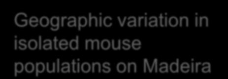 17 19 XX Geographic variation in isolated mouse