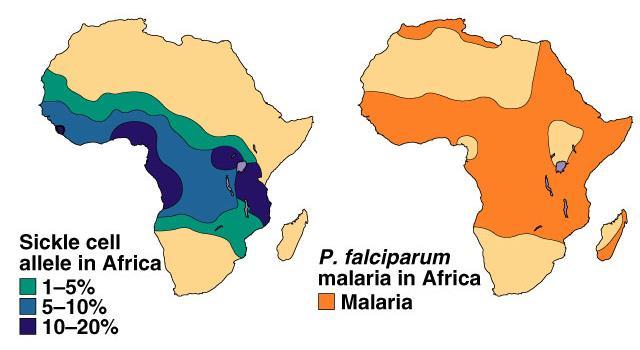Heterozygote Advantage In tropical Africa, where malaria is common: homozygous dominant (normal) die or reduced reproduction from