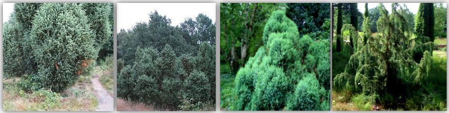 246 Metabolomics 4.2 Plants that have an ethno-botanical history that is associated with the specific practices or applications of interest 4.2.1 Case study: Juniperus species Juniperus plants