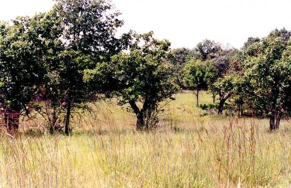 Savanna Biomes 50-120 cm or 20-47 inches rainfall/yr Tropical or subtropical grasslands or tall and Short Grass Prairie.