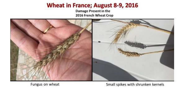 All these production increases are due to the 9 million ton reduction in EU due to the excessive unexpected rain, particularly in France.
