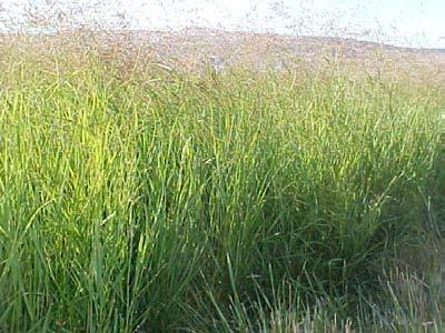 grasses for CRP Switchgrass